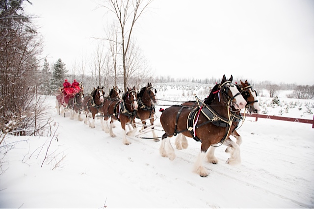 Behind the Scenes: Budweiser Clydesdales // St Louis Photographer Rep ...